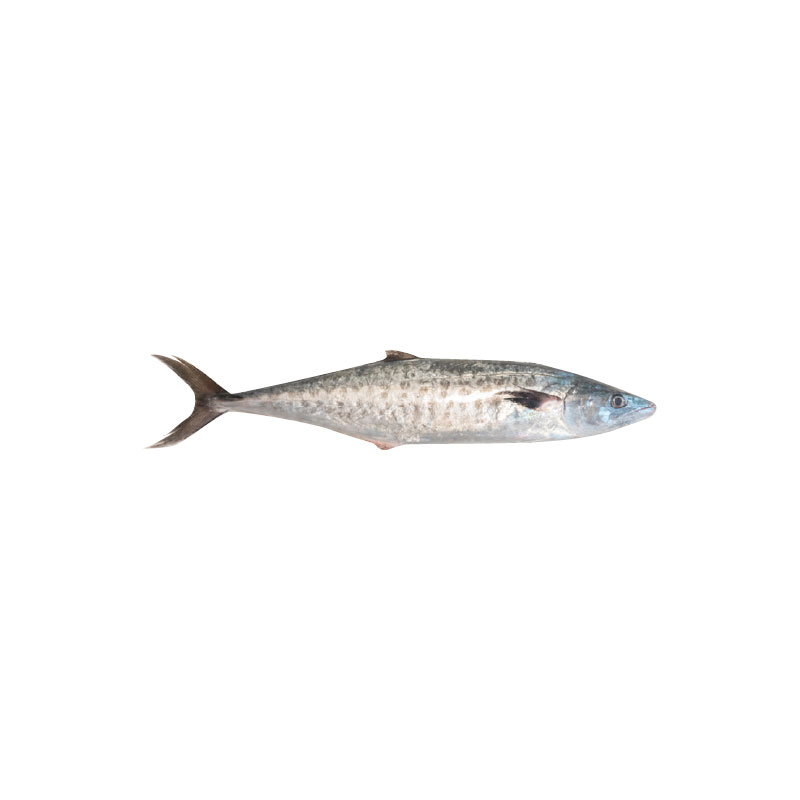 Pescado Sierra x Kg