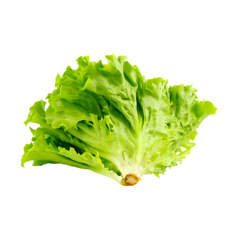 Lechuga comun x Kg