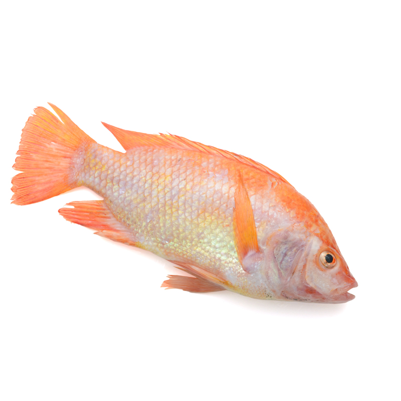 Tilapia Roja x Kg