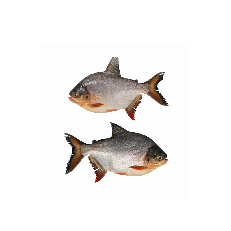 Pescado Cachama x Kg