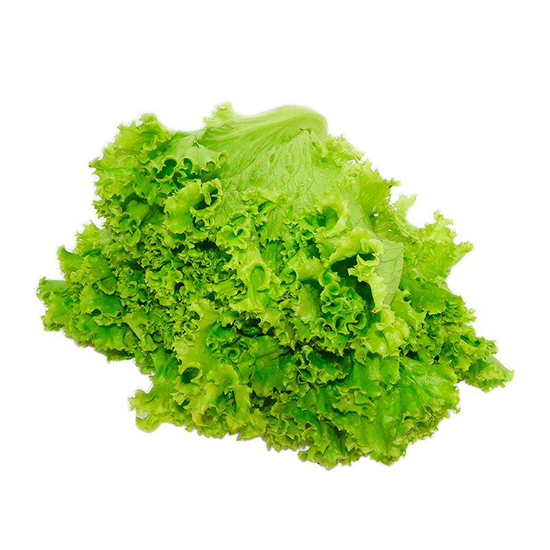 Lechuga