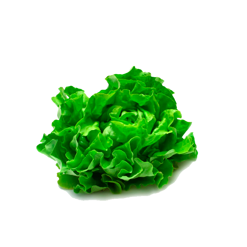 Lechuga Mantequilla Organica Unidad 200 gr