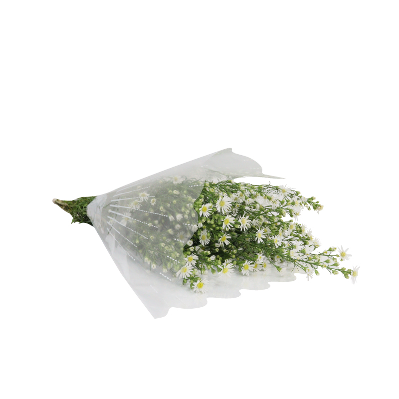 Flores De Mi Tierra Margaritas